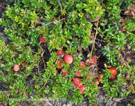 Cranberry Ben Lear Planted